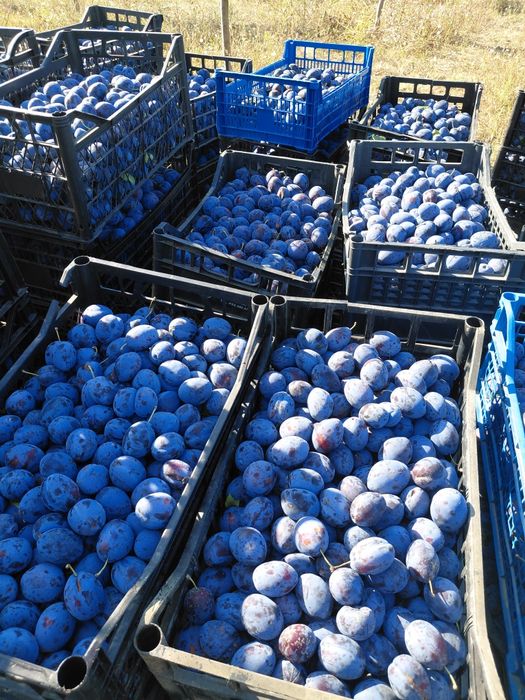 Продавам сини сливи-Стенли за ракия.