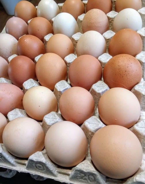 Яйца домашние оптом