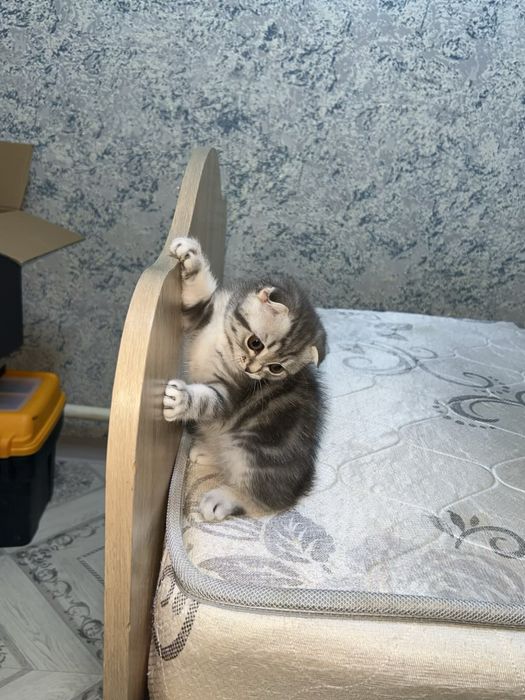 Осталось девочка короткошёрстная
