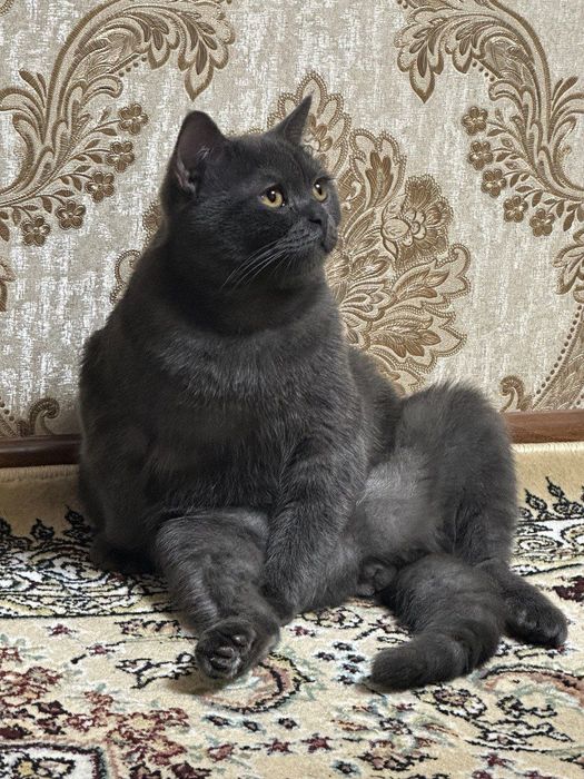 Lyuboyisimni quyavering