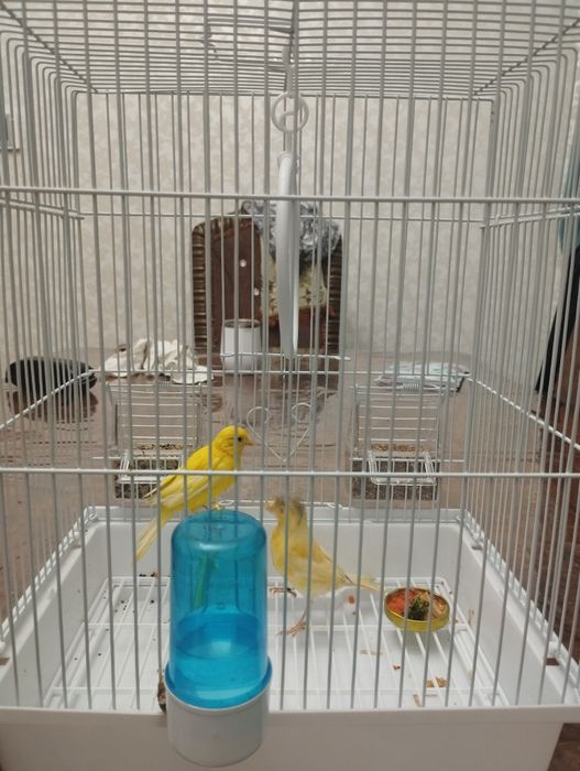 Молодые канарейки