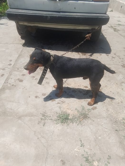 Яктерьер кабель вязка и продать