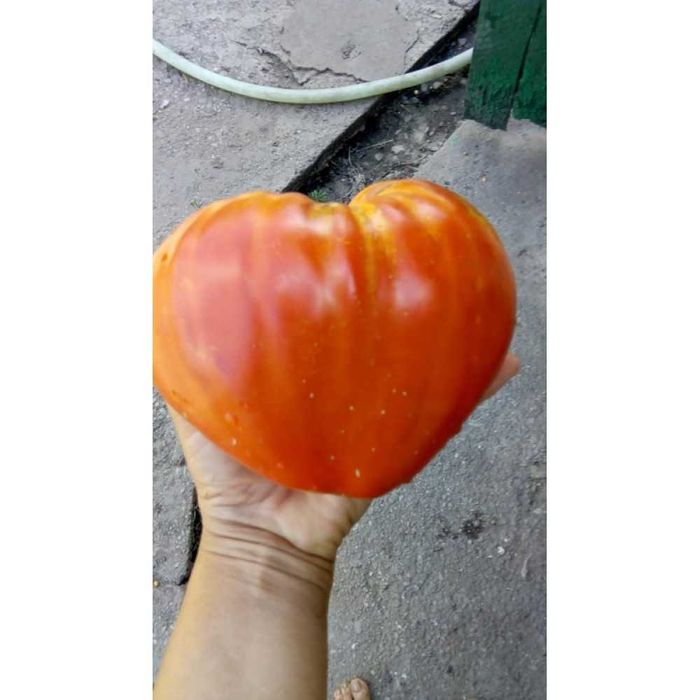 Rasaduri  de legume si plante aromatice - de calitate !