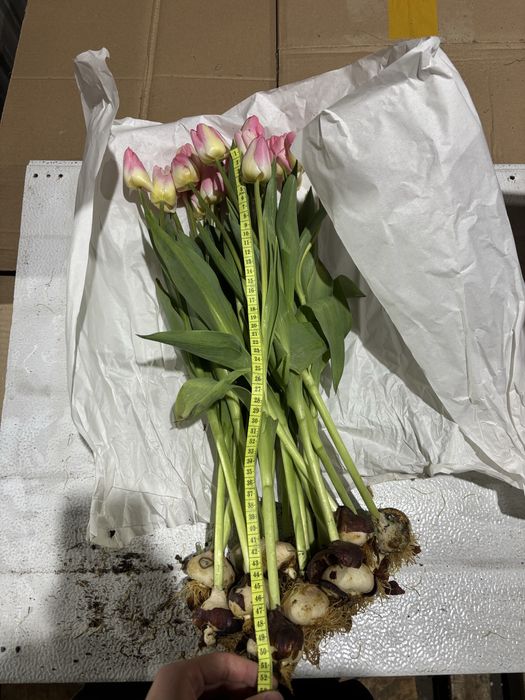 Голландские тюльпаны