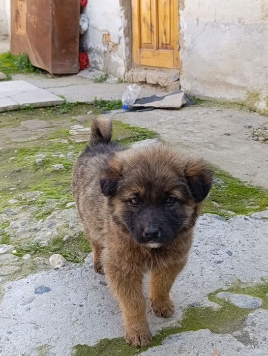 CHUPON IT 1 OYLIK tel qililar kelishamiz 300ming barter bor dakan juja