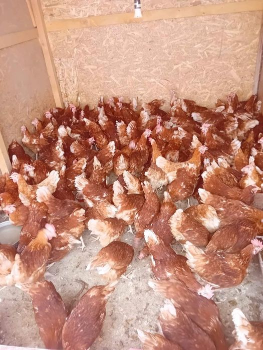 Vindem găini outoare