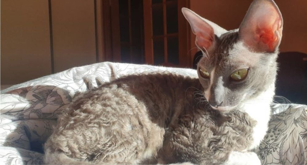 Девон Рекс котёнок