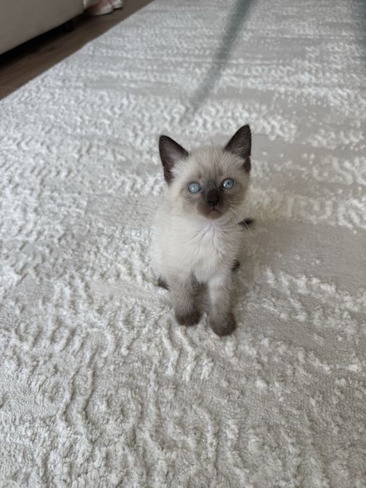 Шотландская скоттиш-страйт котенок