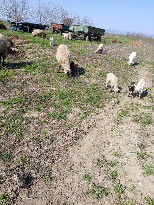 Vind trei oi și un berbec mior