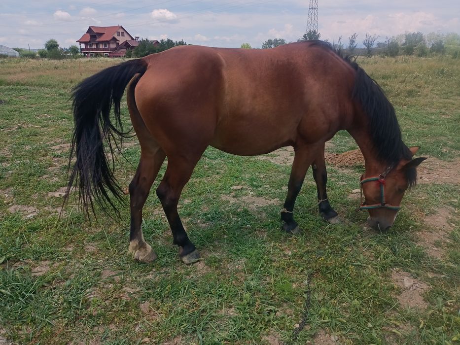 Vind iapa virstă 7 ani cu pașaport,  blinda învățată la căruță, tirisi.