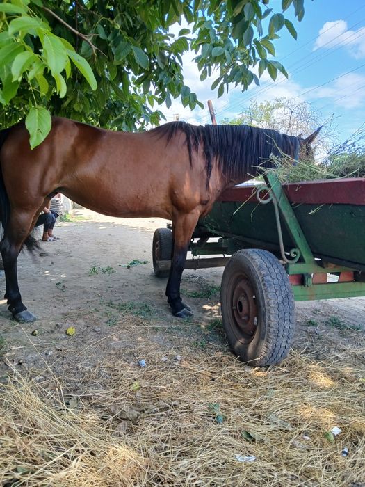 Iapa de vanzare  de 6 ani