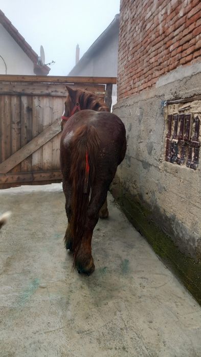 Cai de vânzare jud sibiu