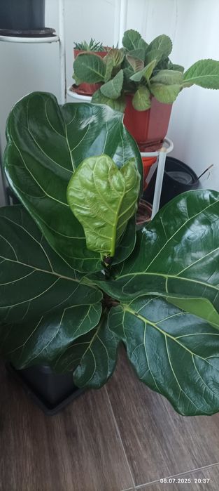 Бенджамин; Фикус (Ficus elastica); Фикус "Лирата