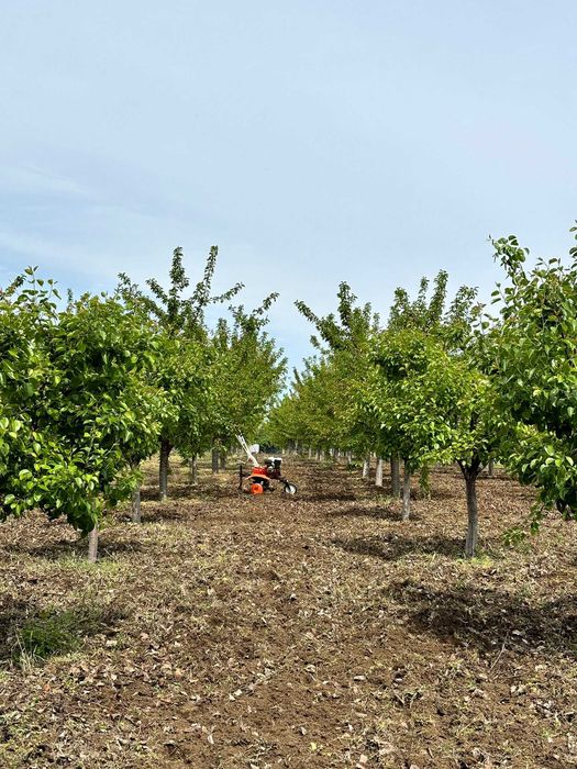 Cabana cu livada de vanzare
