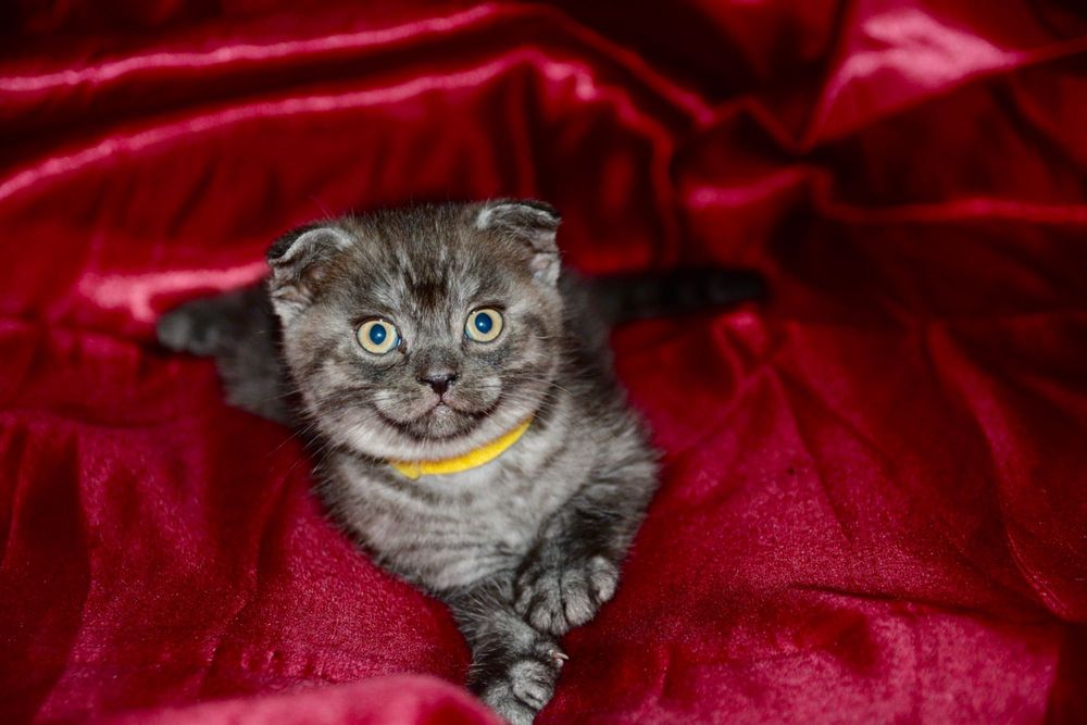 Pui de pisică Scottish Fold