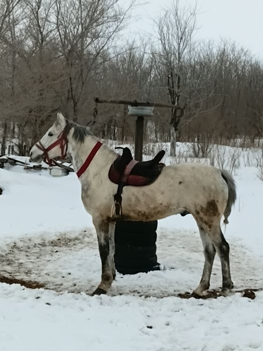 Продам айгыр 8жасар
