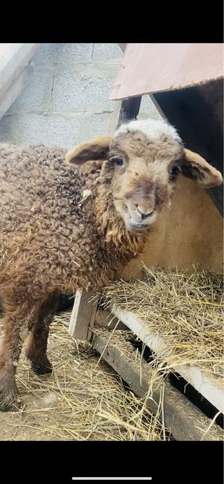 Козылар сатылады