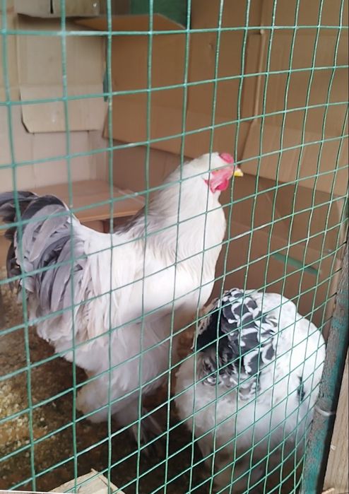 Светли голубой брама