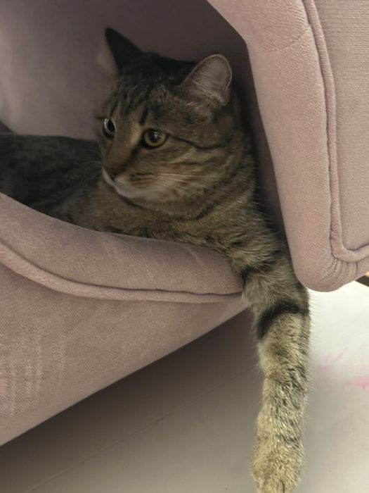 Кошка 2 года в хорошие руки