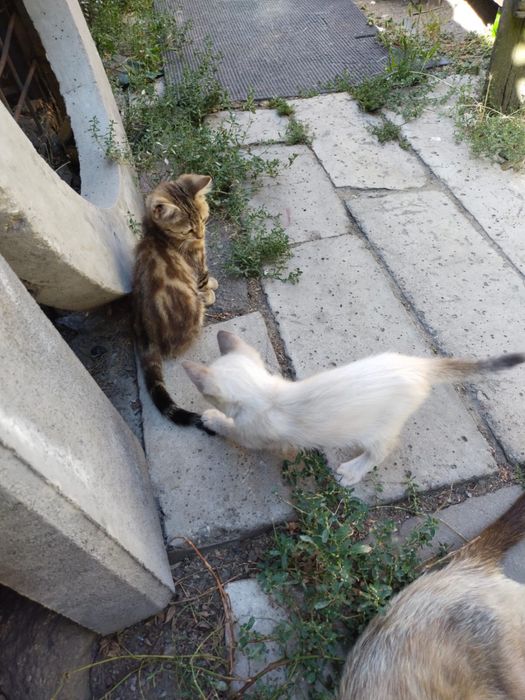 Отдам даром замечательных котят