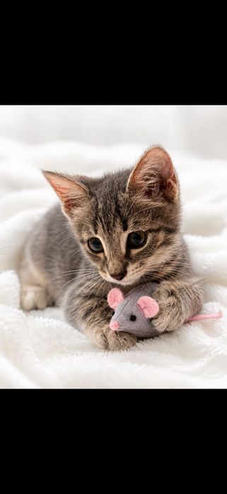 Котята ждут свою семью