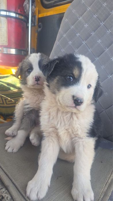 Щенки мальчики и девочки в добрые руки