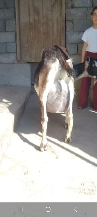 Альпийский сангу ешкі сатылады