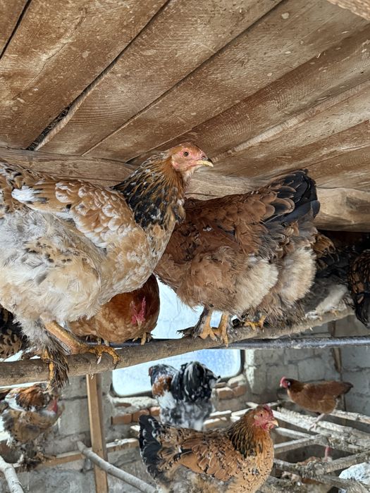 Gaini brahma colorate