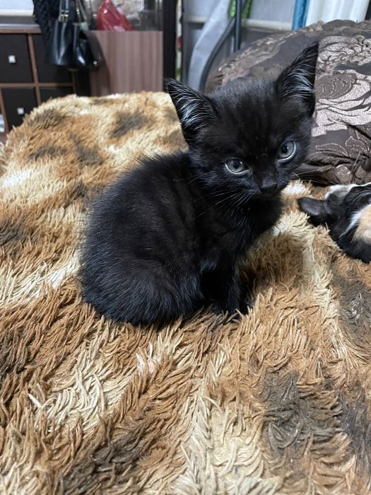 котята 2 месяца.