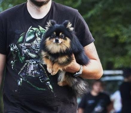 Щенки  с документами!