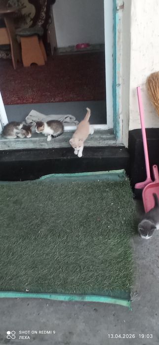 Отдам котят в хорошие руки