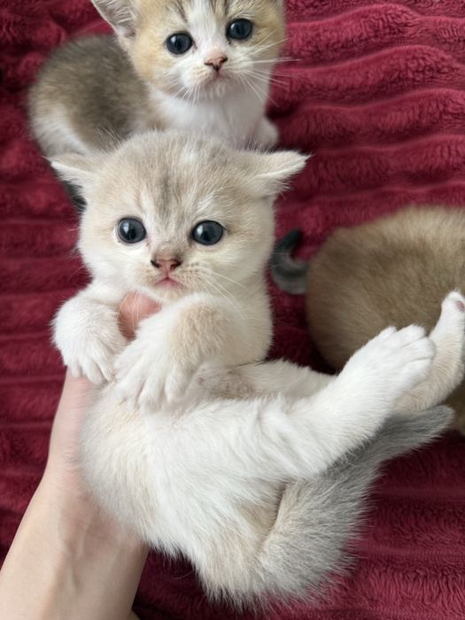 Шотландские котята