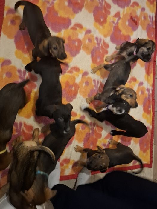 9 малки кученца търсейки си нов дом