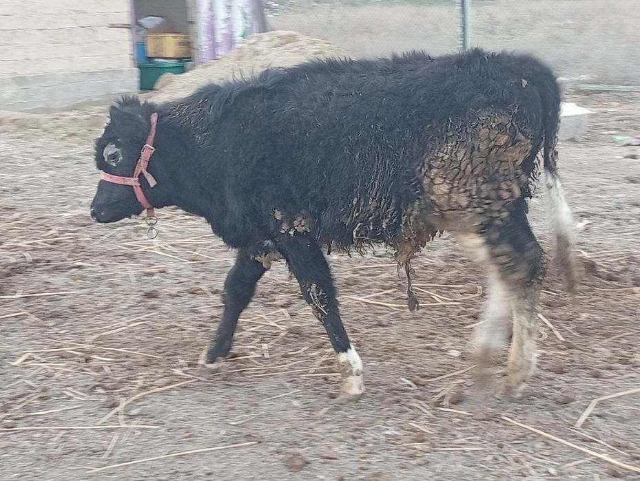 Бука сатылады семыз