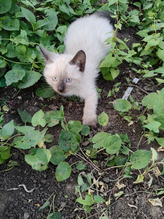 Отдам котят в добрые руки