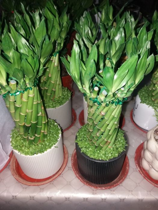 Комнатные растения