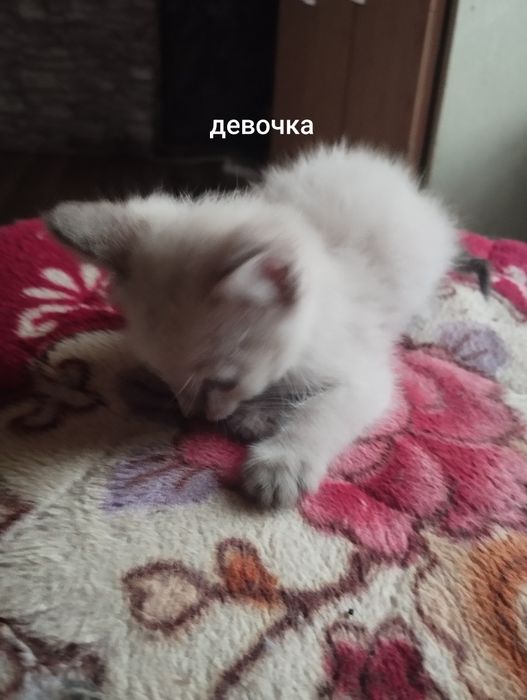 Отдам персидских котят