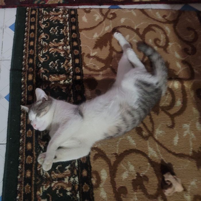 Отдам кота в хорошие руки