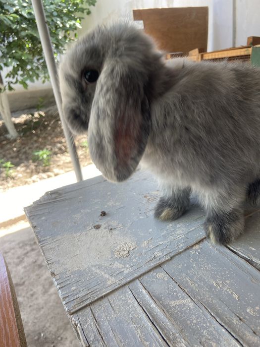 Quyon baran yangiyol