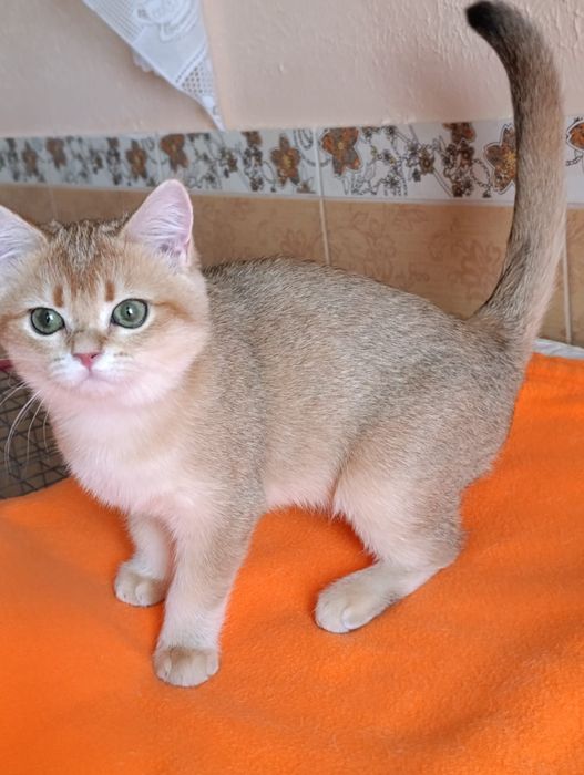 Scottish straight fetita   SFS ny 11  71 golden