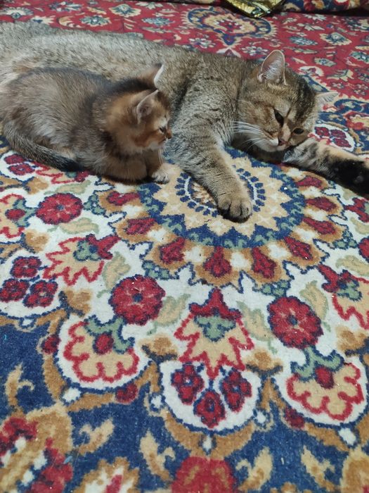 Шатландский страйт&Залатой шиншилла