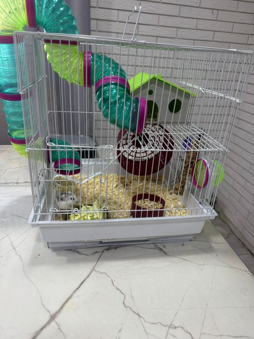 Продам хомяков  мальчика и девочку