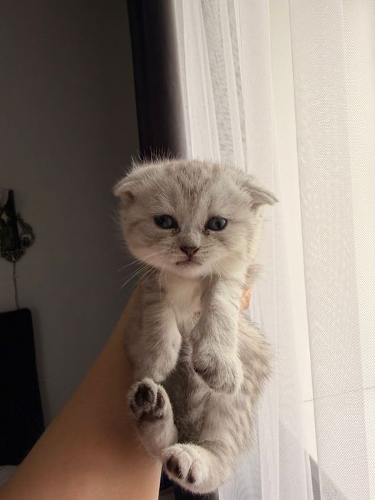 Вислоухие плющевые малыши