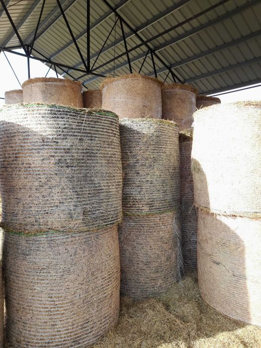 Vând baloți de lucernă