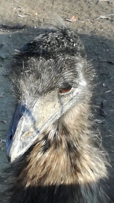 Vand stuti Australian Emu