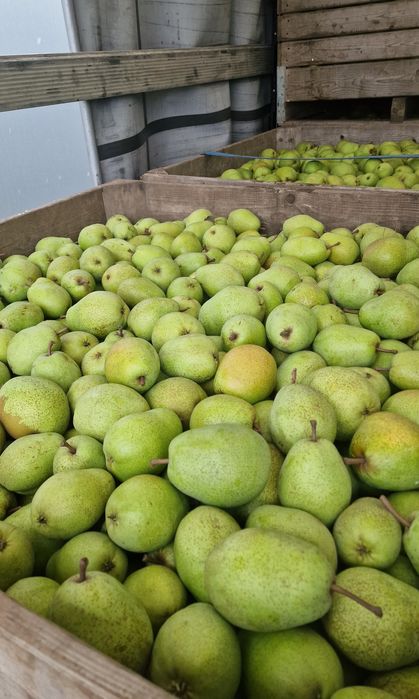 Pere lukas olanda mere