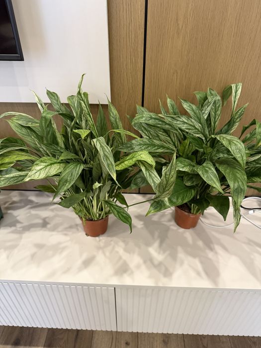 Продам Комнатные растения