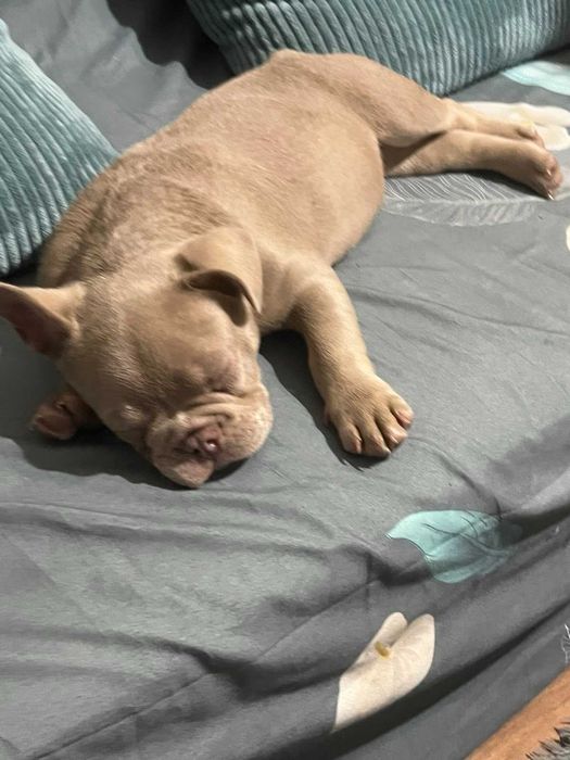 Френски булдог на 2месеца