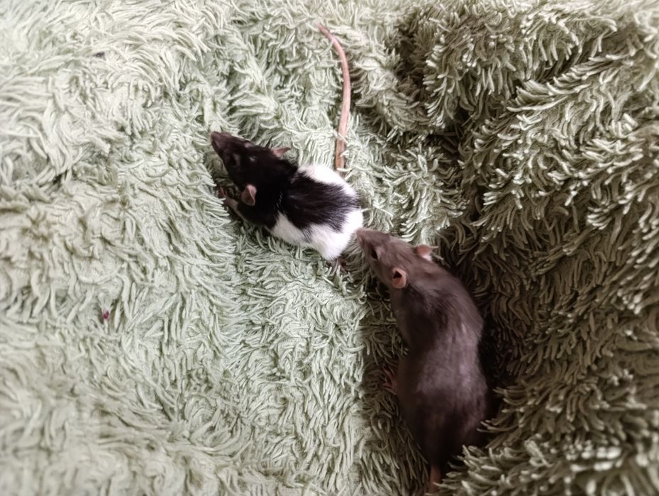 Отдам крыс в добрые руки