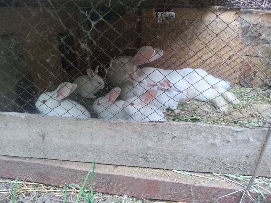 Продам кроликов, молодняк и взрослые